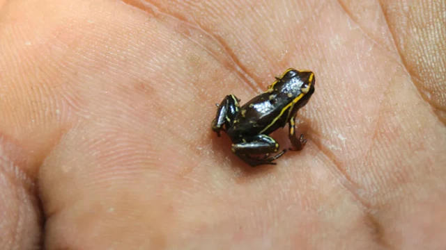 Microssapojackpot bet365mão