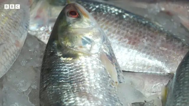 ইলিশ মাছ