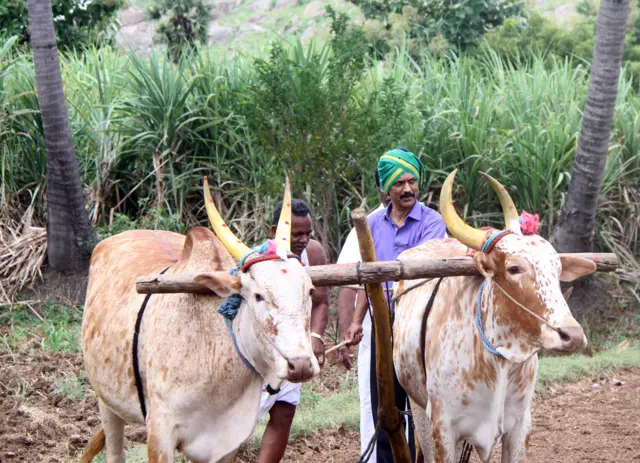 ஸ்டாலின் கரும்பு பரிசு