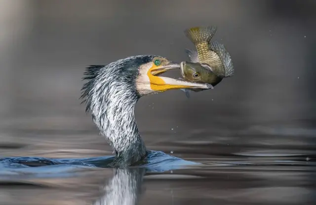 ‘ሕጂ'ውን ክንቃለስ ኢና. . .’