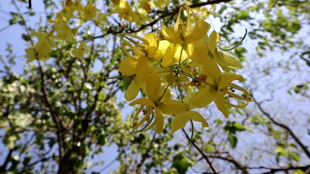 ఆదివాసీల జీవితాల్లో ముడిపడి ఉన్న రేలా పువ్వులు 