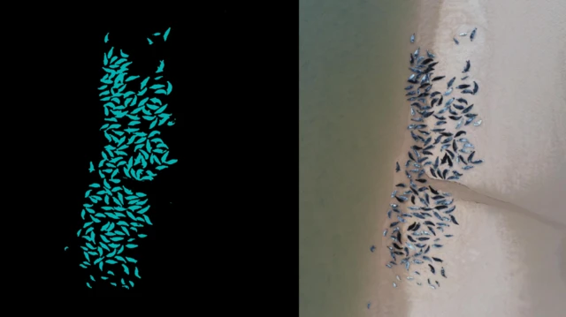 Una imagen dividida que muestra focas en una playa junto al agua, a la derecha, tomada desde arriba por un dron, y a la izquierda hay una imagen de inteligencia artificial del grupo de focas.