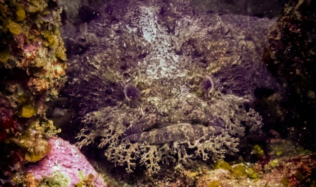 Kurbağa balıkları