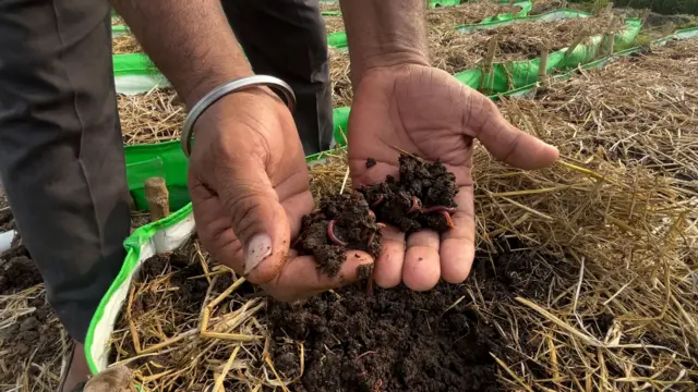 ਗੰਡੋਇਆਂ ਦੀ ਖਾਦ