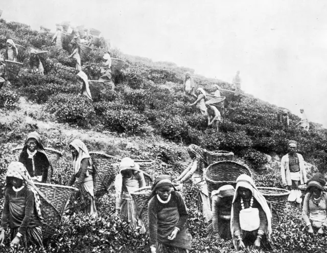 चाय बागान