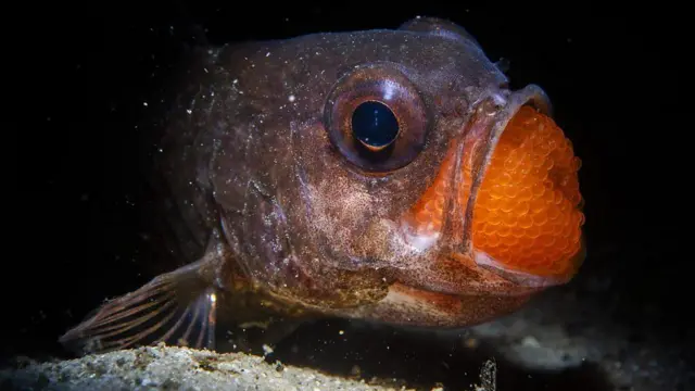 గోబుల్ గట్స్ 