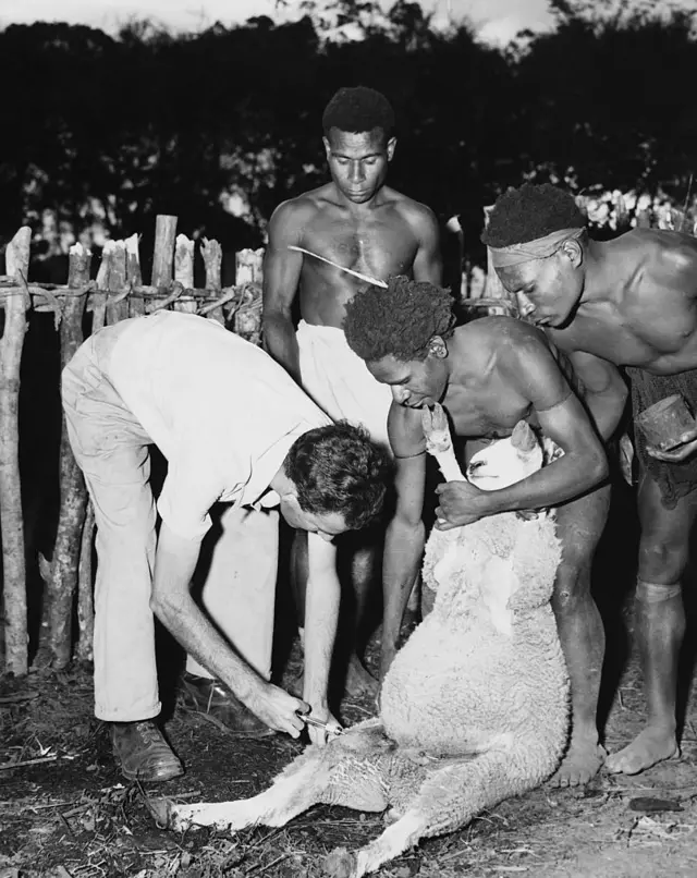 Anthrax vaccination for sheep