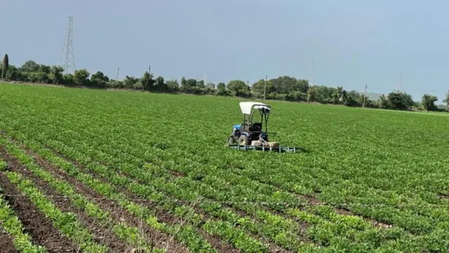 ગુજરાત, મગફળીના ભાવ, મગફળીના બજારભાવ, બીબીસી ગુજરાતી, ગુજરાતની ખેતી, ખેતપેદાશ, સિંગતેલના ભાવ, સિંગતેલ, ગુજરાતમાં વેપાર, રાજકોટ, ગોંટલ, માર્કેટયાર્ડ