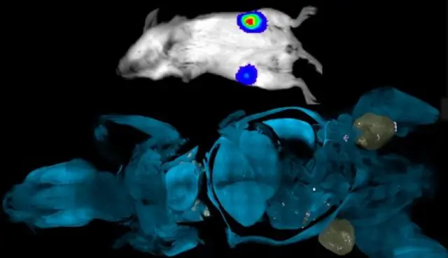 مسح ضوئي لفأر شفاف