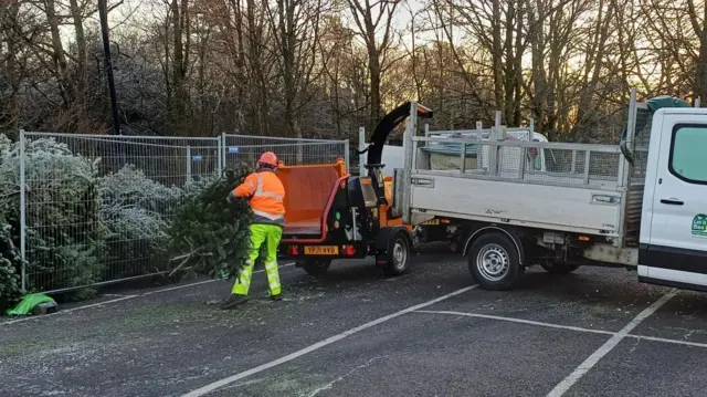 Un trabajador del ayuntamiento con ropa fluorescente lleva un árbol de Navidad en un aparcamiento que contiene un recinto vallado con árboles apilados.
