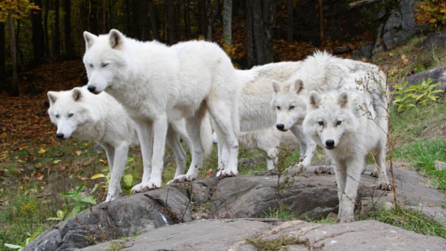 รูปฝูงหมาป่าขาว