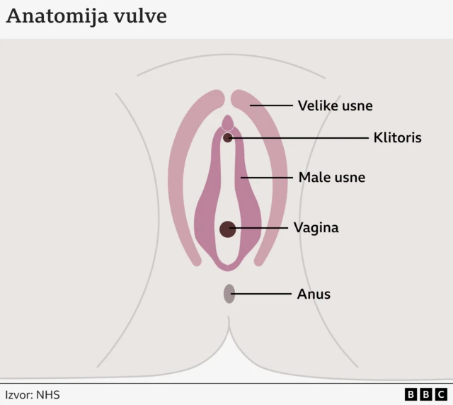 Grafikon anatomije vulve 