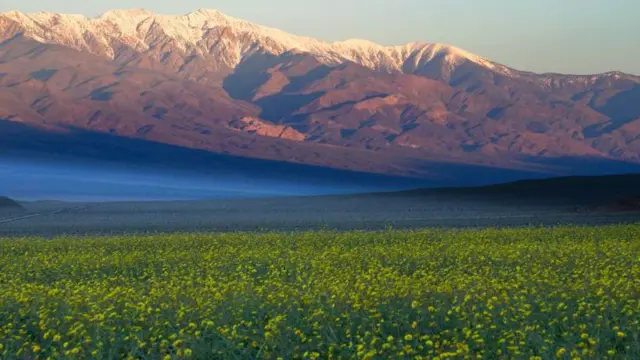 Na pierwszym planie widzimy rozległy obszar żółtych kwiatów, a w tle - ośnieżone góry 