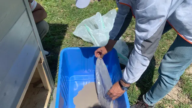 Көк желимдеги сыноого чейинки биоорганизм. Бул заараны, калдыкты, сууну сиңирип, аралашып олтуруп баткак сымал массаны пайда кылат