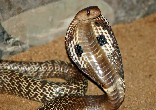 உலக பாம்புகள் தினம், பாம்புக் கடி விபத்துகள்