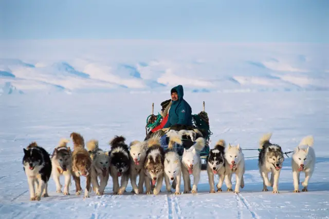 Pemburu Inuit mengendarai kereta luncur anjing menjelajahi Teluk Baffin yang membeku untuk mencari anjing laut, walrus, dan beruang kutub di Greenland barat laut.