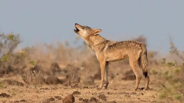 భారతీయ తోడేలు అత్యంత పురాతనమైన తోడేళ్ళ జాతులలో ఒకటి