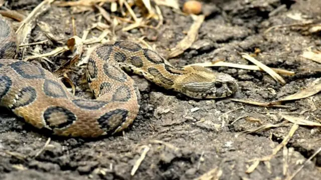 இந்தியாவின் பிக் 4 பாம்புகள், உலகில் அதிக விஷமுள்ள மற்றும் ஆபத்தான 10 பாம்புகள் எவை?