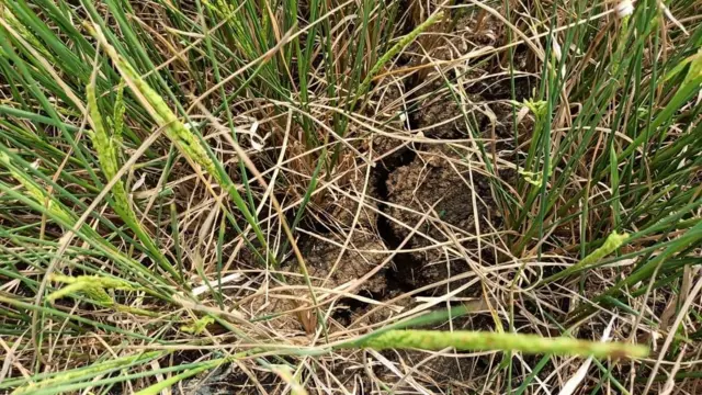 కృష్ణా డెల్టాలో నెర్రలు బారిన వరి పొలం