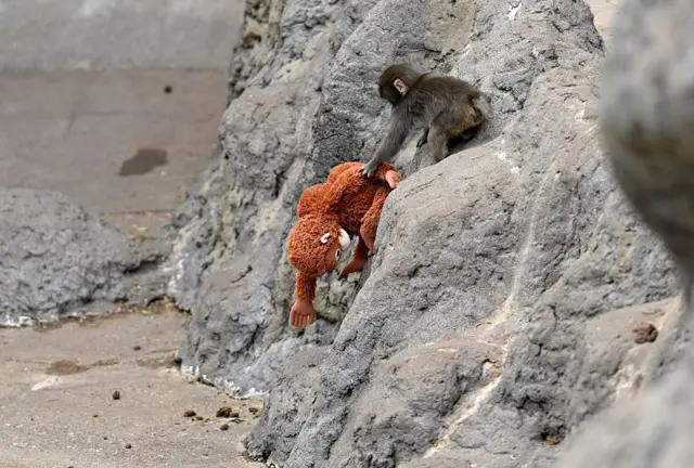 पंच माकडाची गोष्ट 