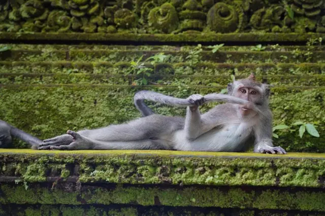 macaco deitado segura o rabo com as mãos