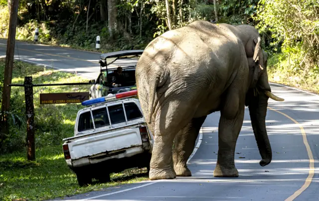அரிக்கொம்பன்