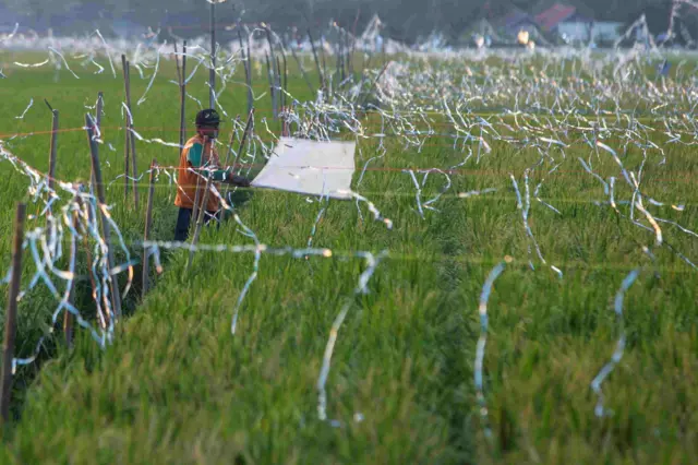 Petani mengusir hama burung pipit di lahan sawah miliknya di desa Pabean Udik, Indramayu, Jawa Barat, Selasa (3/2/2026). Badan Pusat Statistik (BPS) memproyeksikan produksi padi nasional pada periode Januari hingga Maret atau triwulan I 2026 mencapai 17,65 juta ton gabah kering giling (GKG) setara dengan 10,16 juta ton beras. 
