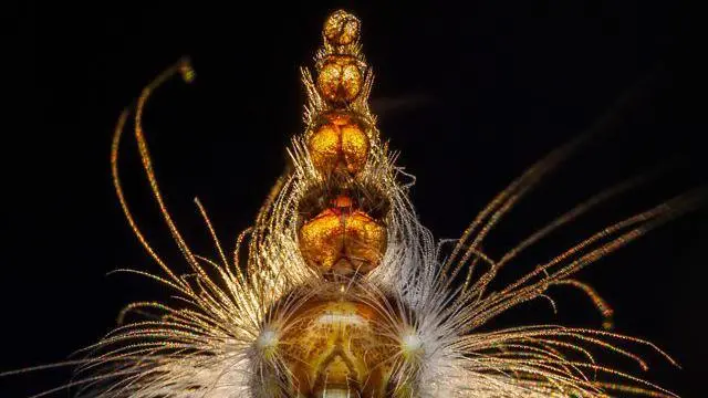 Lagarta 'chapeleiro louco' e sua estranha proteção de cabeça.