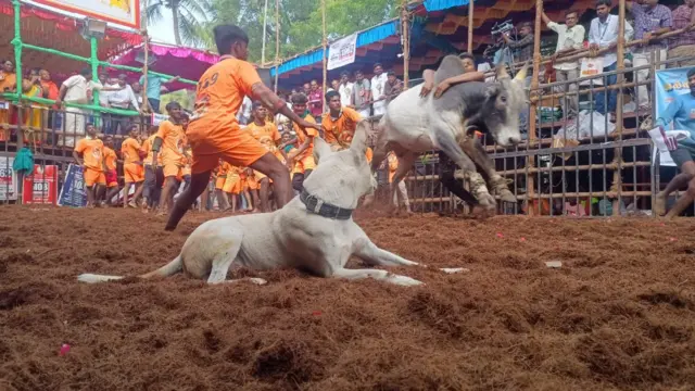 அவனியாபுரம் ஜல்லிக்கட்டு