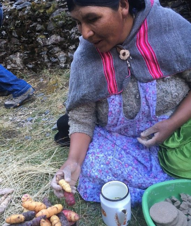 بولیوین انڈیز میں اوکا کی کاشت