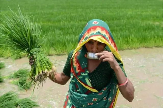 ચોમાસામાં વાવણી કરતા પહેલા જમીનને કેવી રીતે તૈયાર કરવી?