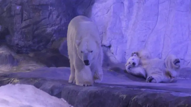 Aurora e Peregrino juntos no Aquário de São Paulo