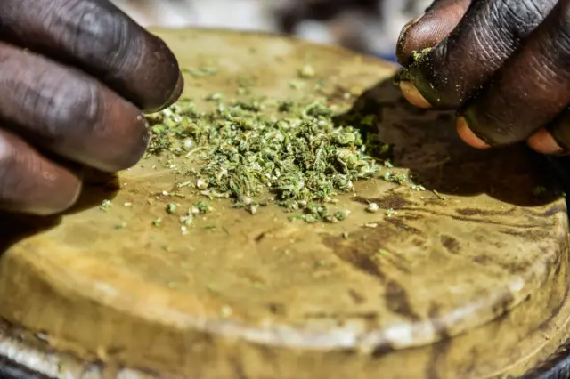 Rastafári preparando maconha para uso religioso