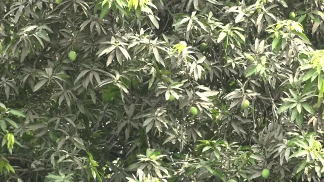 విజయవాడ