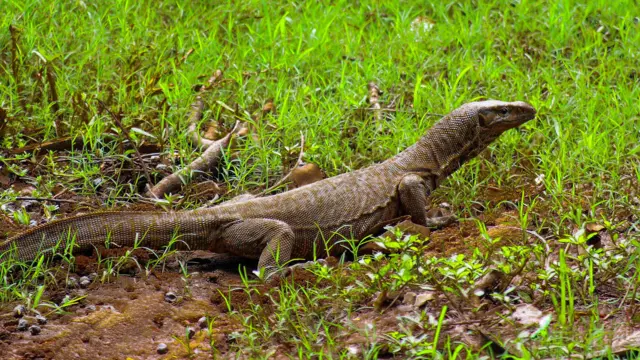 গুইসাপ