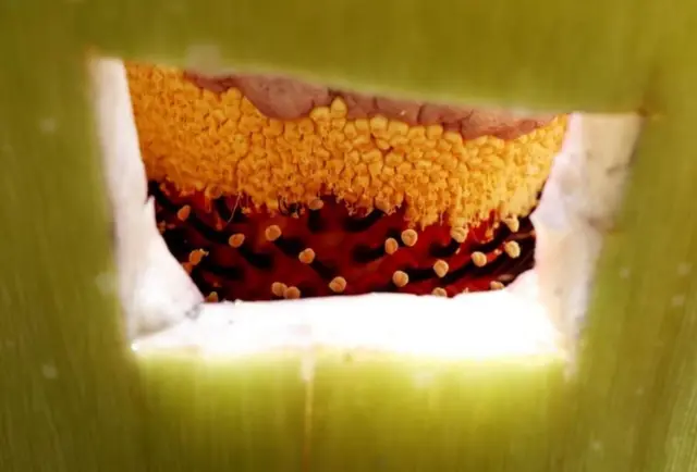 જાયન્ટ અરૂમ શાખા વગરનું સૌથી મોટું ફ્લોરલ સ્ટ્રક્ચર હોવા છતાં, વિશ્વનું સૌથી મોટું ફૂલ નથી.