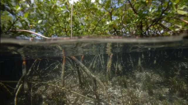 Une nouvelle espèce de bactérie découverte dans les mangroves d'une île des Caraïbes.