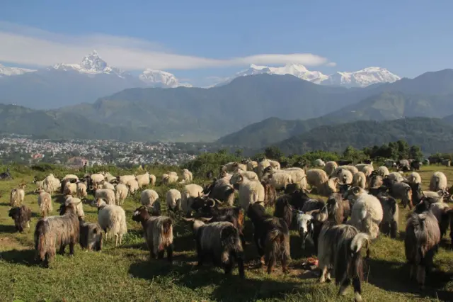 च्याङ्ग्राको कारोबार