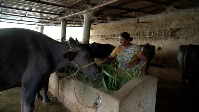 పాడి పరిశ్రమ