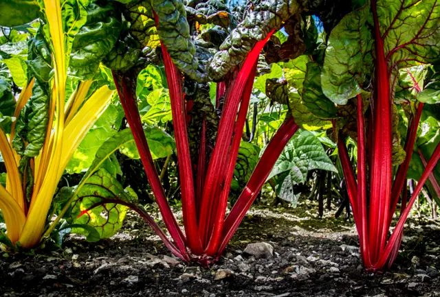 Swiss Chard Forest