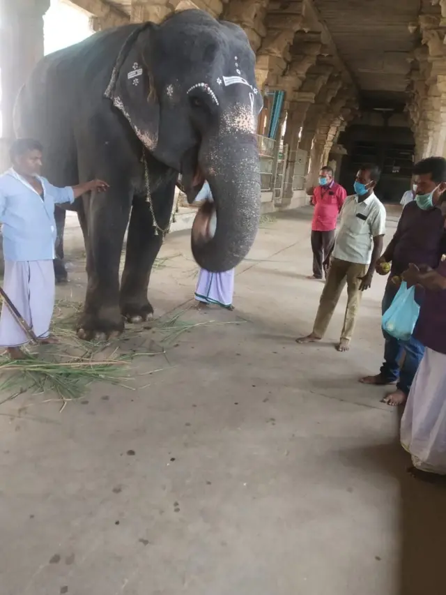 உடற்பயிற்சி, உணவு கட்டுப்பாடு: ஒரு ஆண்டில் 300 கிலோ குறைத்த திருநெல்வேலி கோயில் யானை