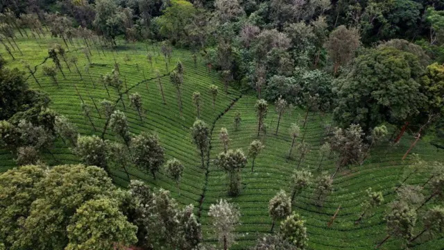 தேயிலைத் தோட்டங்கள்