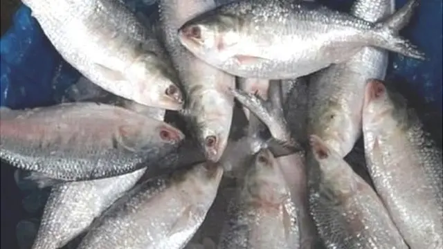 গত কয়েকদিন ধরে ইলিশ ধরা বেড়েছে