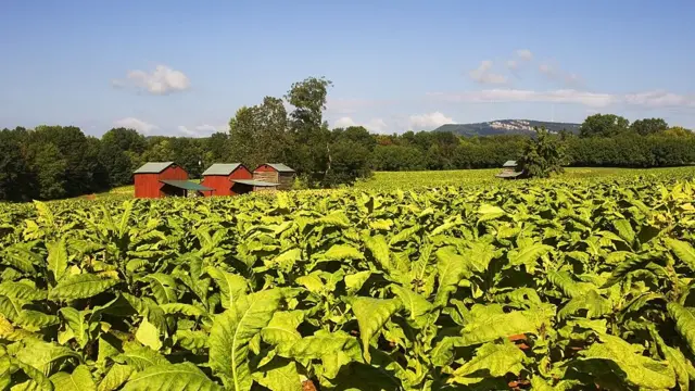 Північна Кароліна