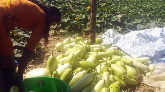 लकडाउनका कारण उत्पादन बजारसम्म पुर्याउन गाह्रो भएको किसानहरूले बताएका छन्