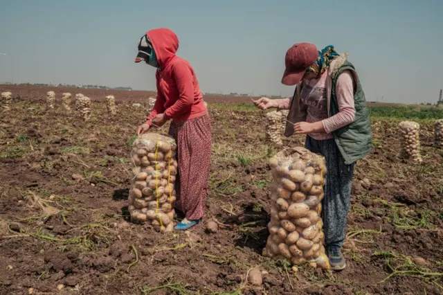 Tarlada patates toplayan iki kişi