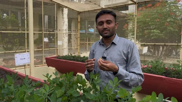 ગુજરાતી, ગુજરાત, મગફળી, મગફળીની નવી જાતો, મગફળીનું વાવેતર, ખેતી, ગુજરાતમાં વાવેતર વિસ્તાર, જૂનાગઢ કૃષિ યુનિવર્સિટી, મગફળીનું તેલ, સંકરણ, પરાગનયન, ફૂલ, મગફળીના ફૂલ, જૂનાગઢ, જૂનાગઢ કૃષિ યુનિવર્સિટી, ગિરનાર-૪ મગફળી, બીટી-૩૨ મગફળી, ૨૦-નંબર મગફળી, 39 નંબર મગફળી 