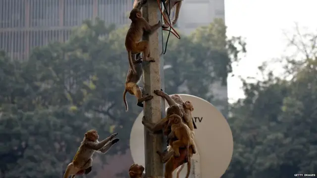 बंदरों का आतंक