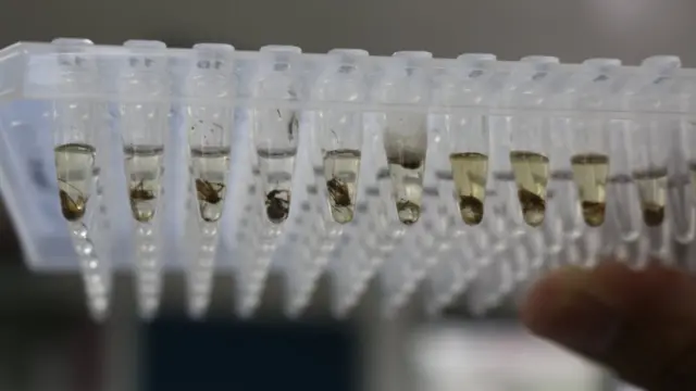 Nyamuk-nyamuk yang dimodifikasi di laboratorium