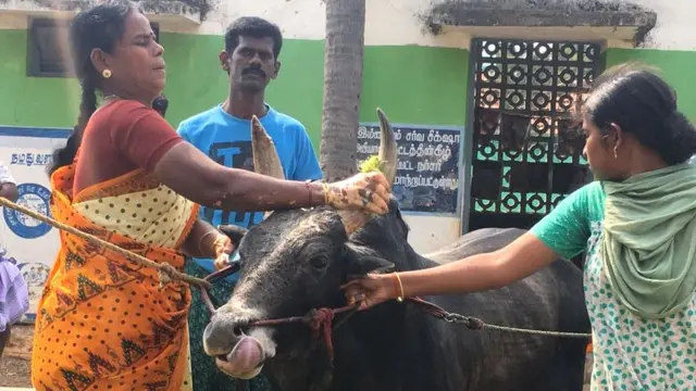 जल्लीकट्टु का बैल